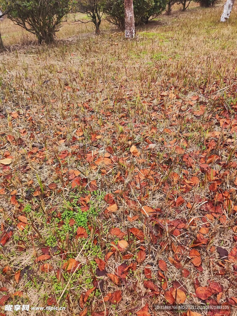 秋日落叶铺就斑斓草地
