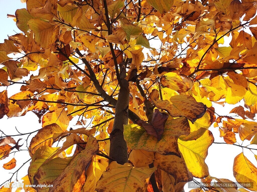 秋日金黄树叶特写