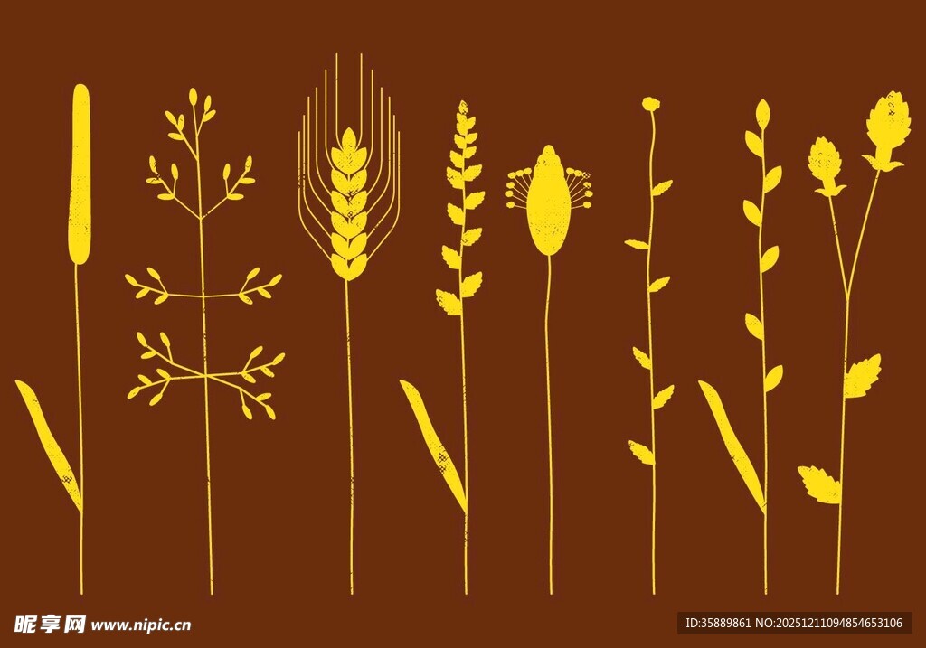 金色麦穗插图