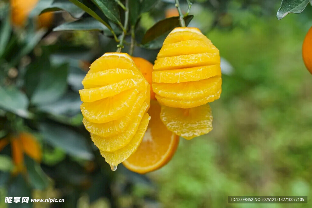 剥开的黄橙挂在枝头