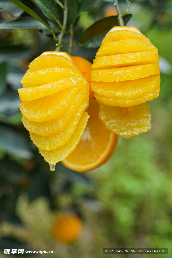 树上挂着剥开的新鲜橙子