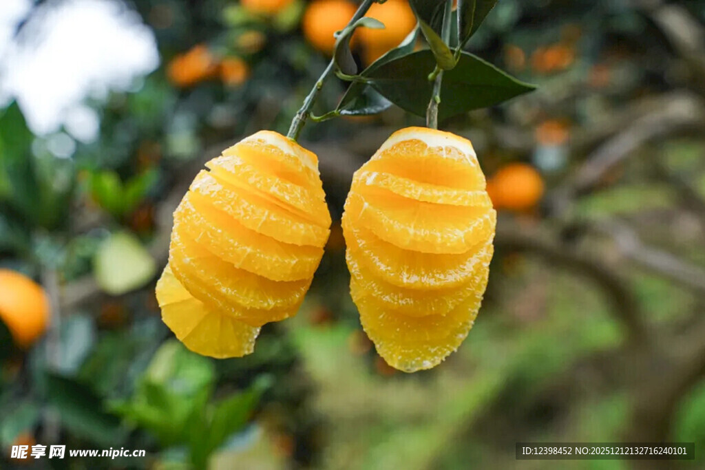 树上剥开的新鲜黄橘子