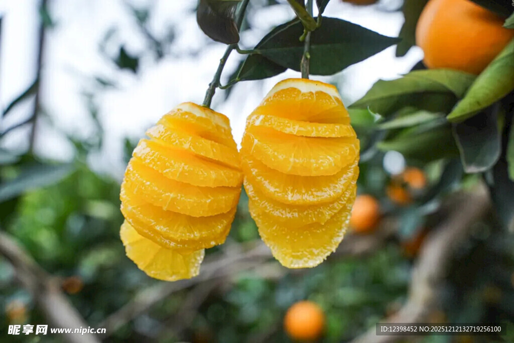 树上剥开的鲜嫩多汁橙子