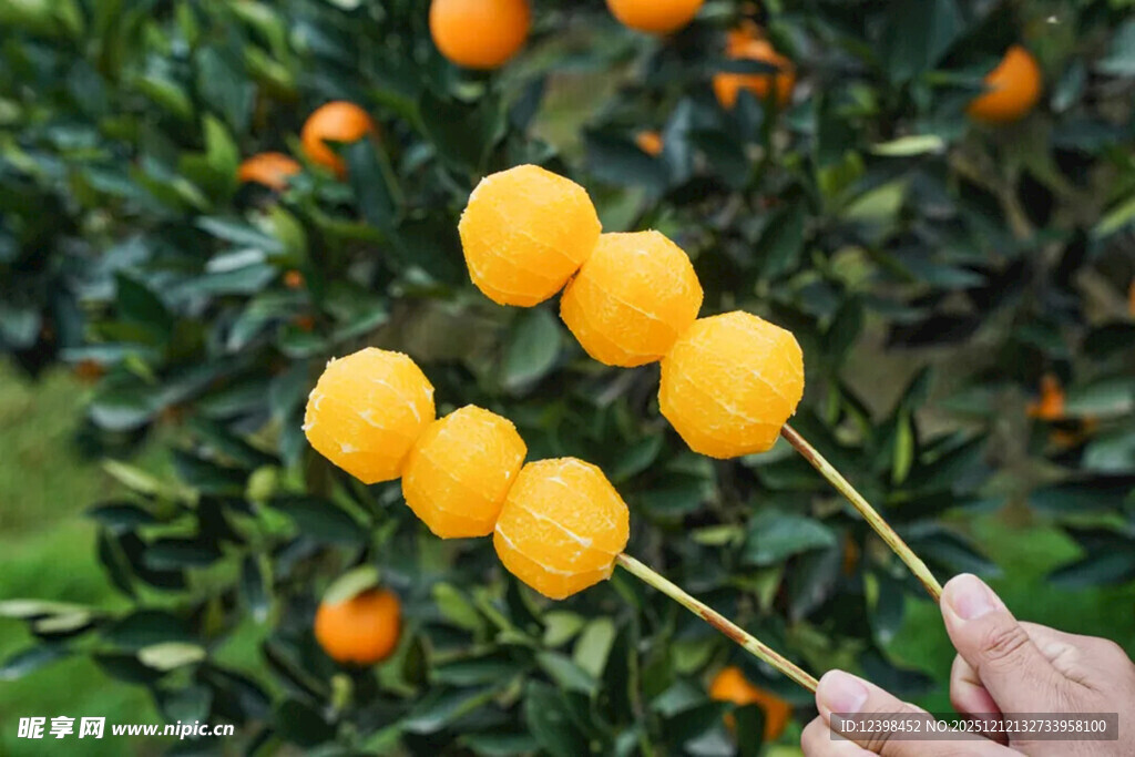 手摘枝头鲜橙