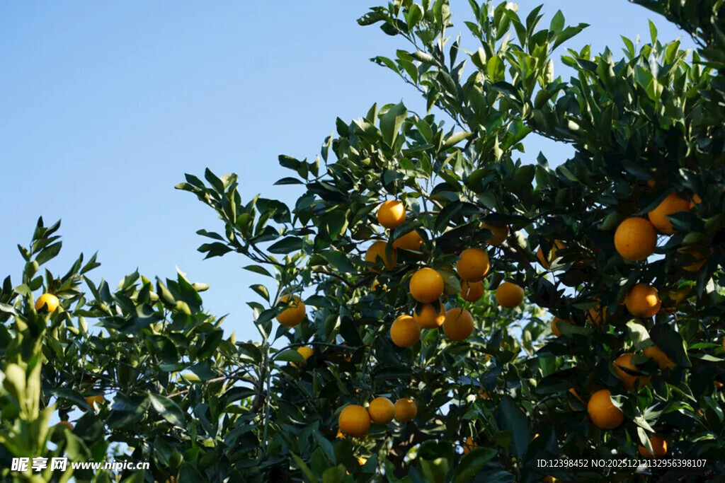 枝头挂满金黄的成熟橘子