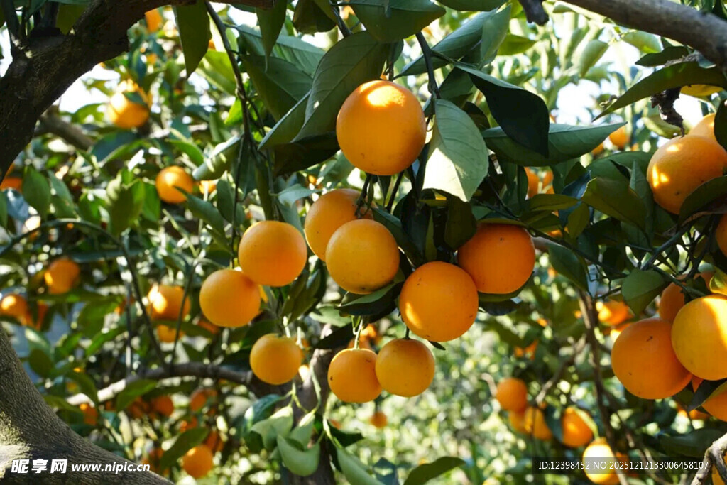 挂满枝头的金黄橘子