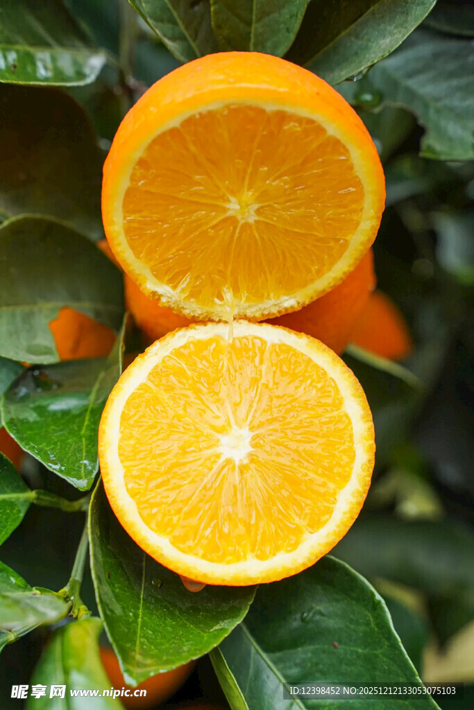 新鲜橙子挂枝头