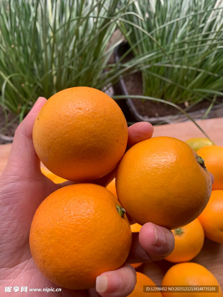 手捧新鲜饱满的橙子