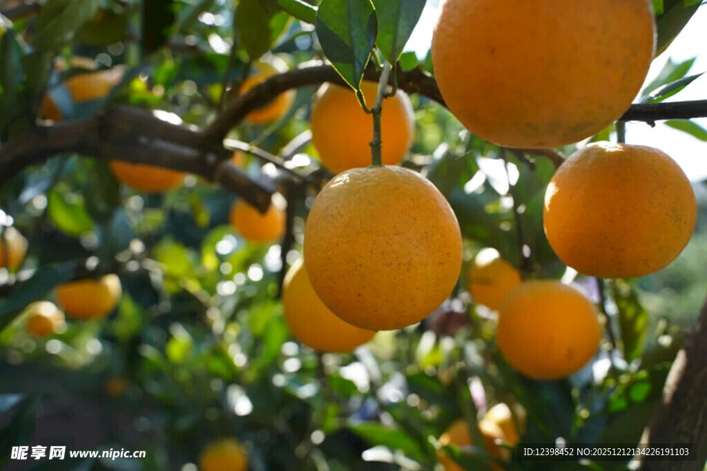 枝头挂满金黄饱满的橙子