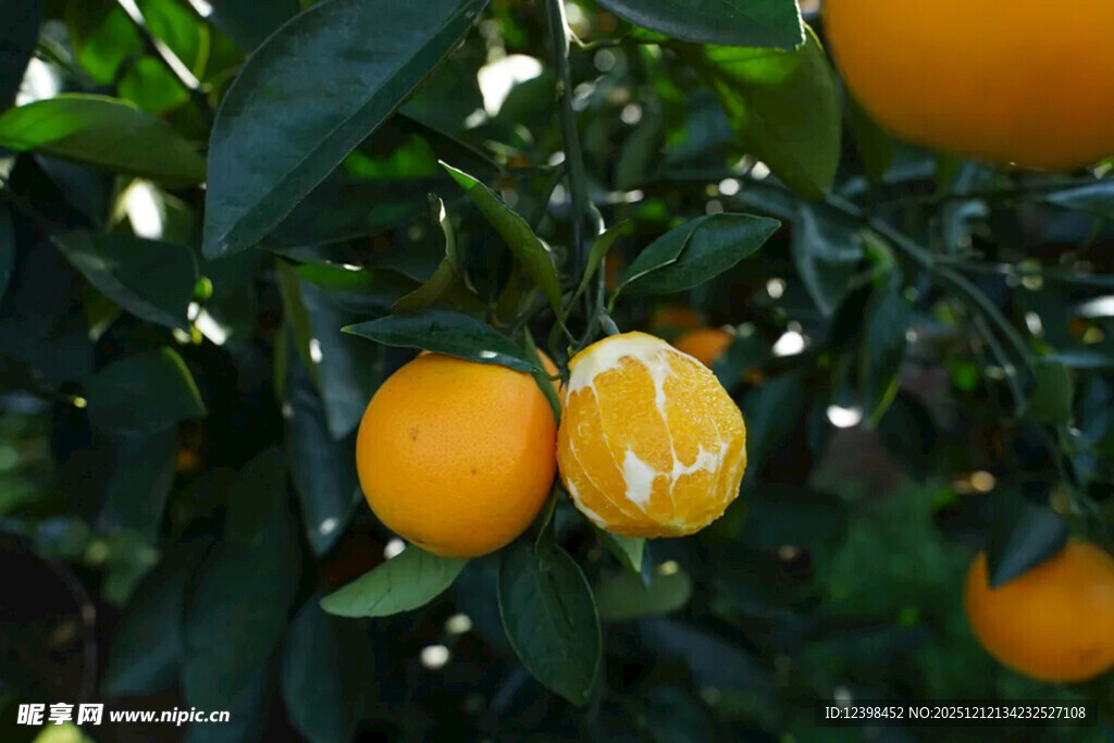 树上挂着的新鲜橙子