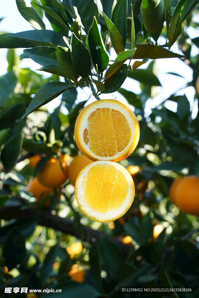 树上鲜橙