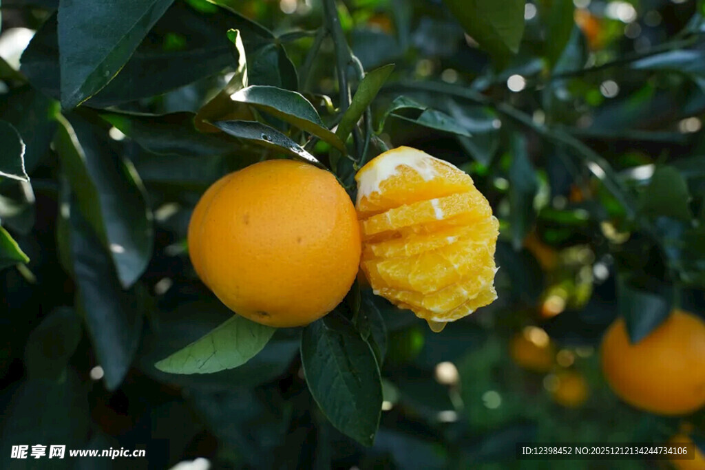 树上鲜橙