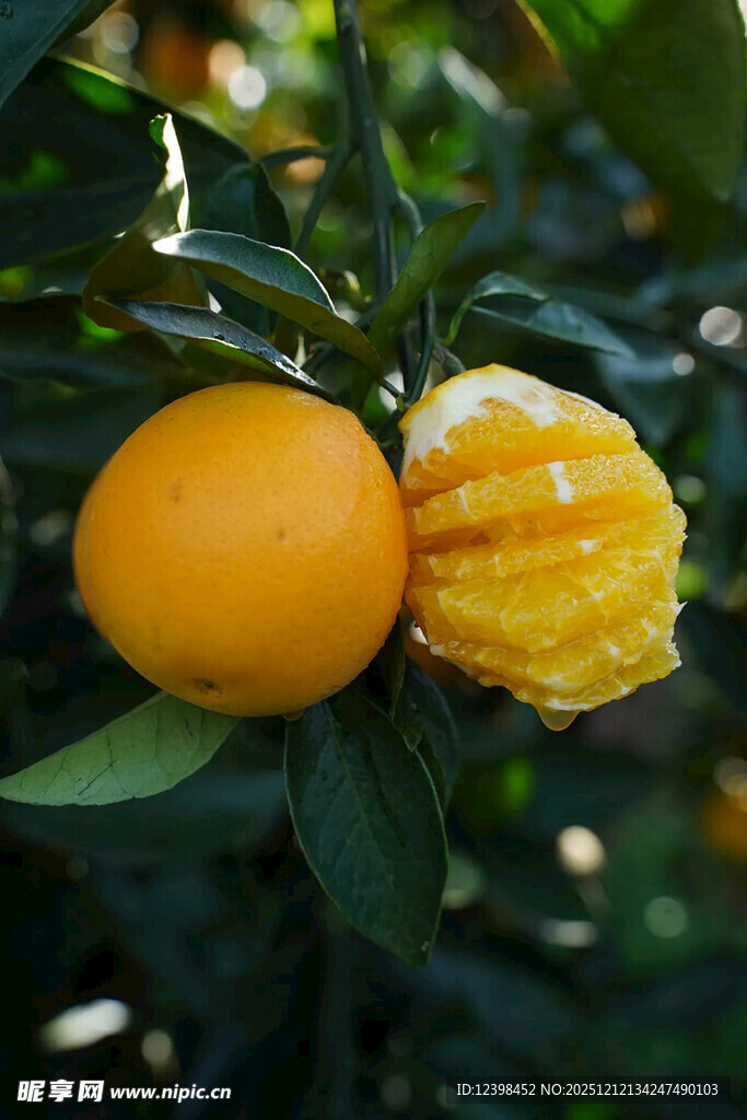 树上鲜橙与剥开的橙子