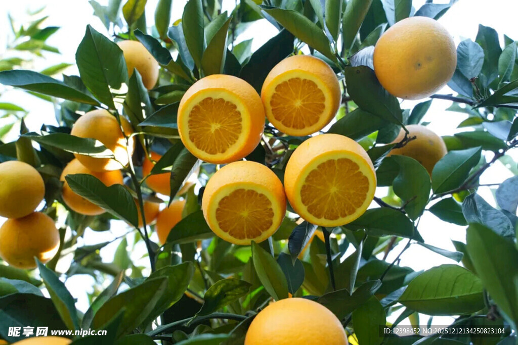 树上挂满金黄诱人的橙子
