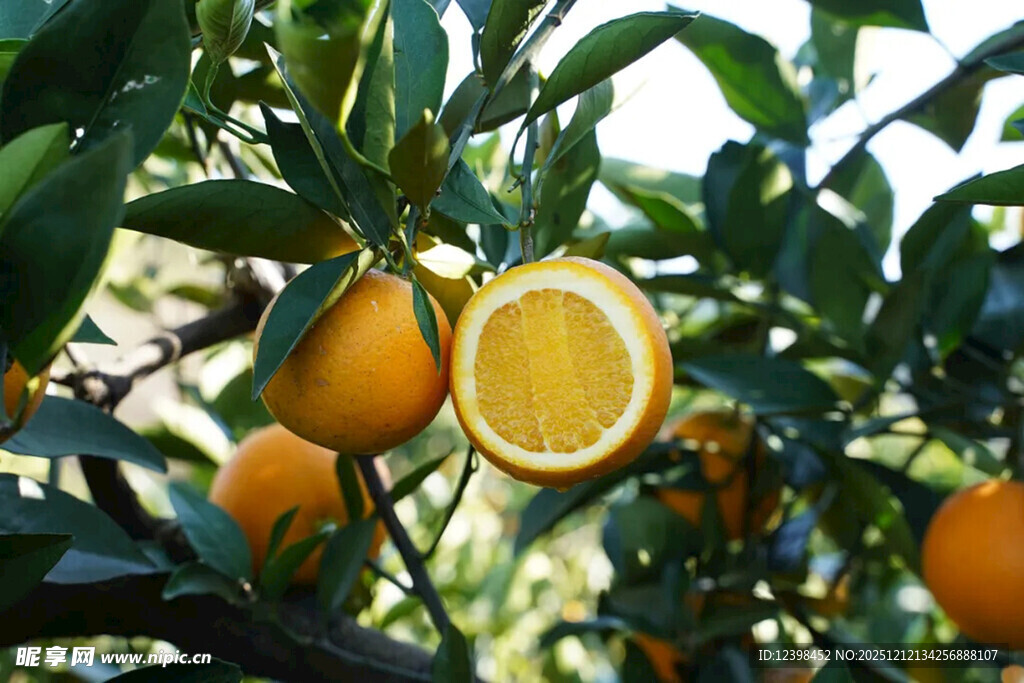 枝头饱满的新鲜橙子