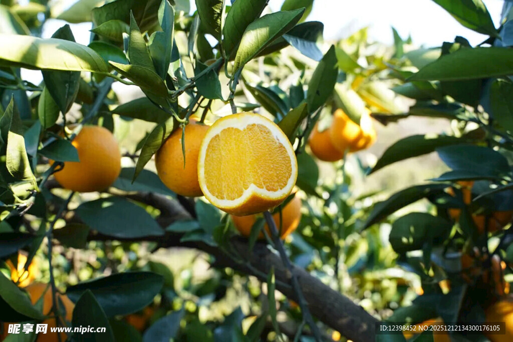 枝头饱满的新鲜橙子