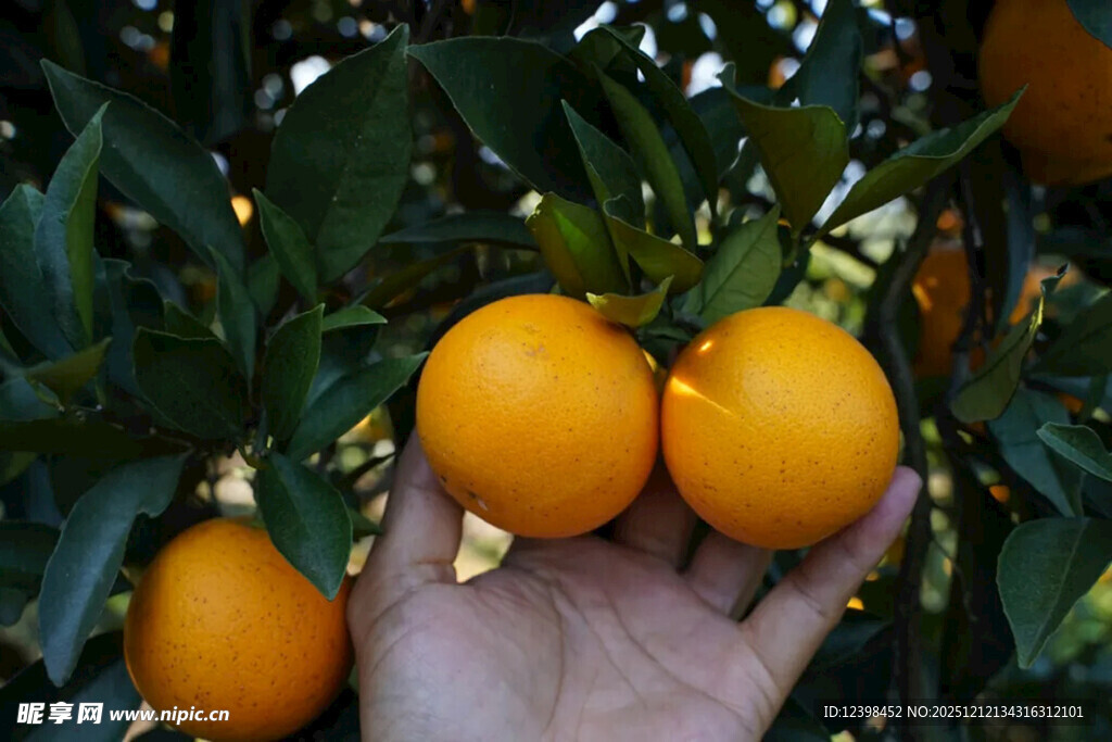 手捧枝头鲜橙
