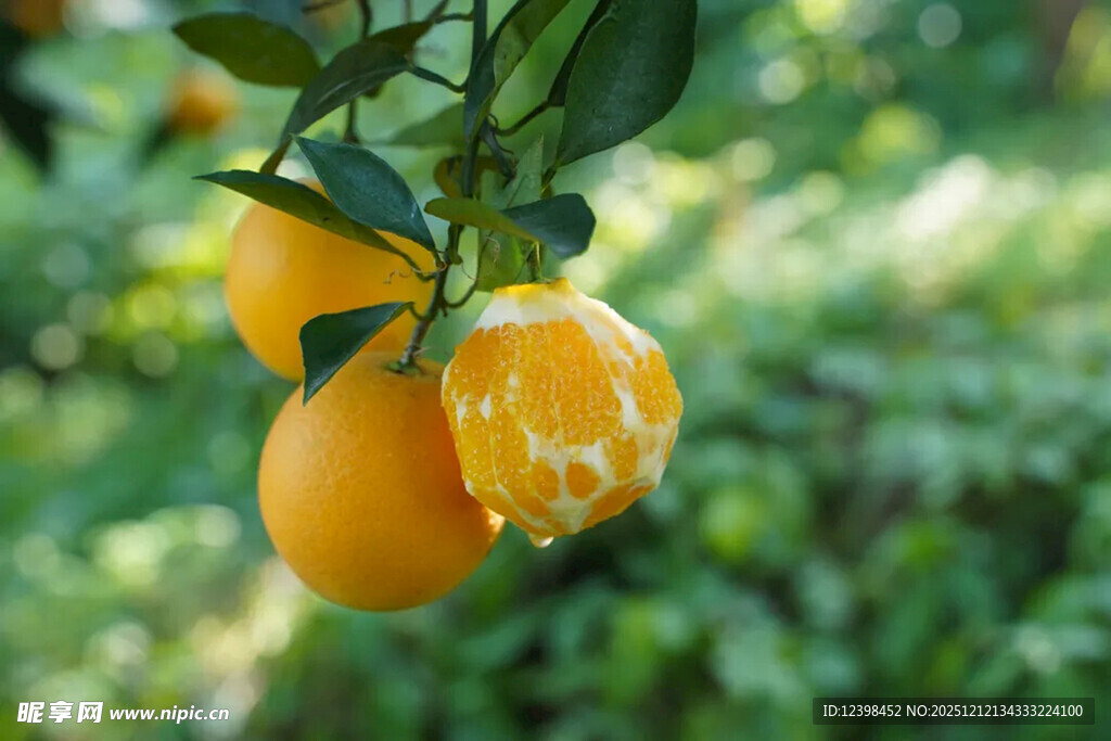 枝头挂着的新鲜黄橘子