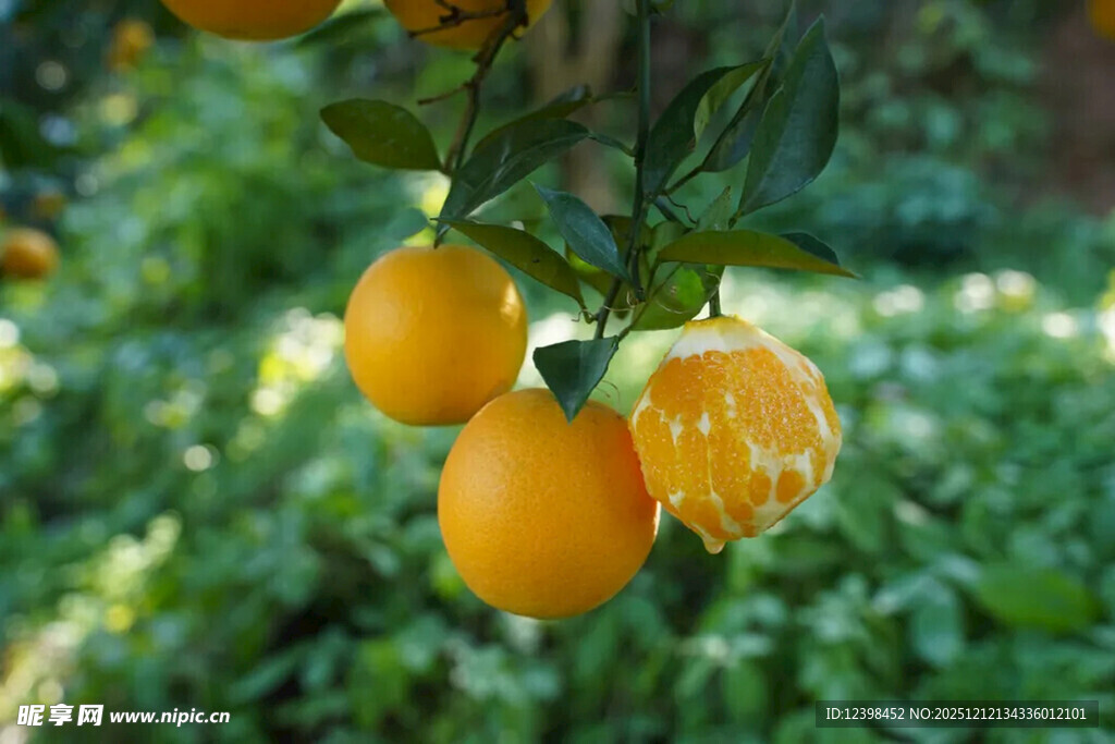 枝头挂着的鲜黄柠檬