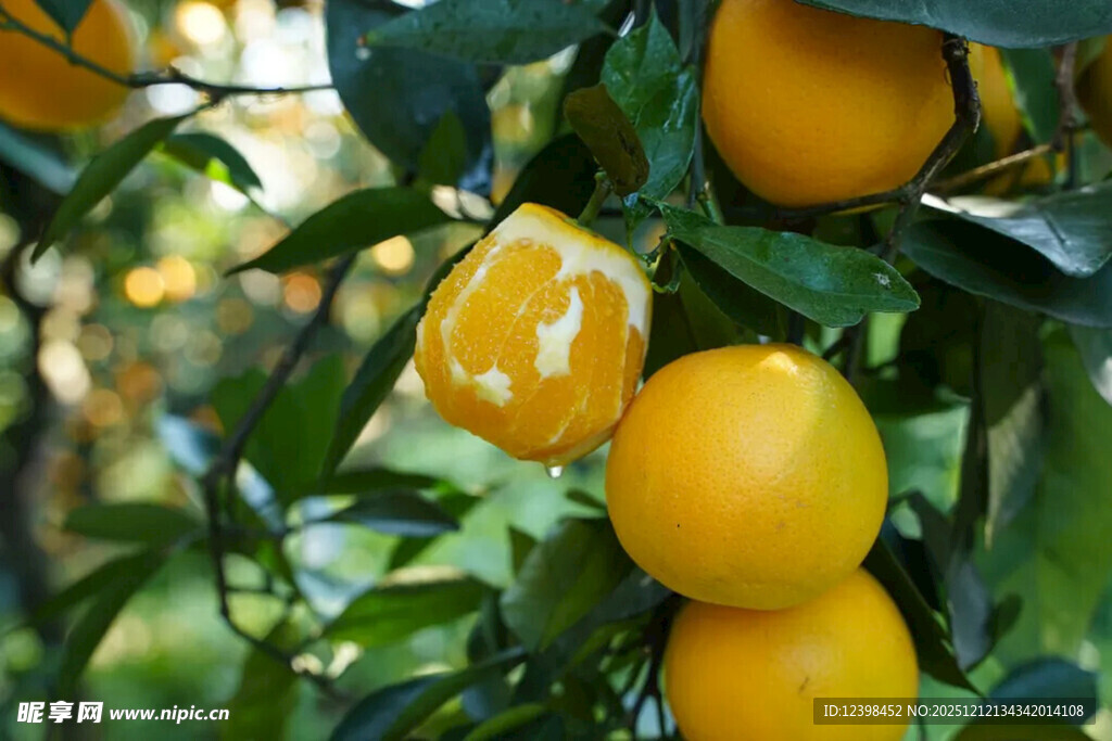 树上饱满多汁的新鲜橙子