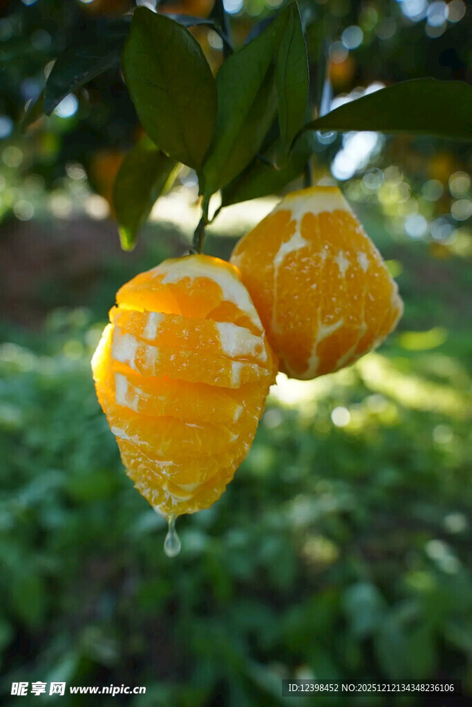 树上剥开的新鲜橙子