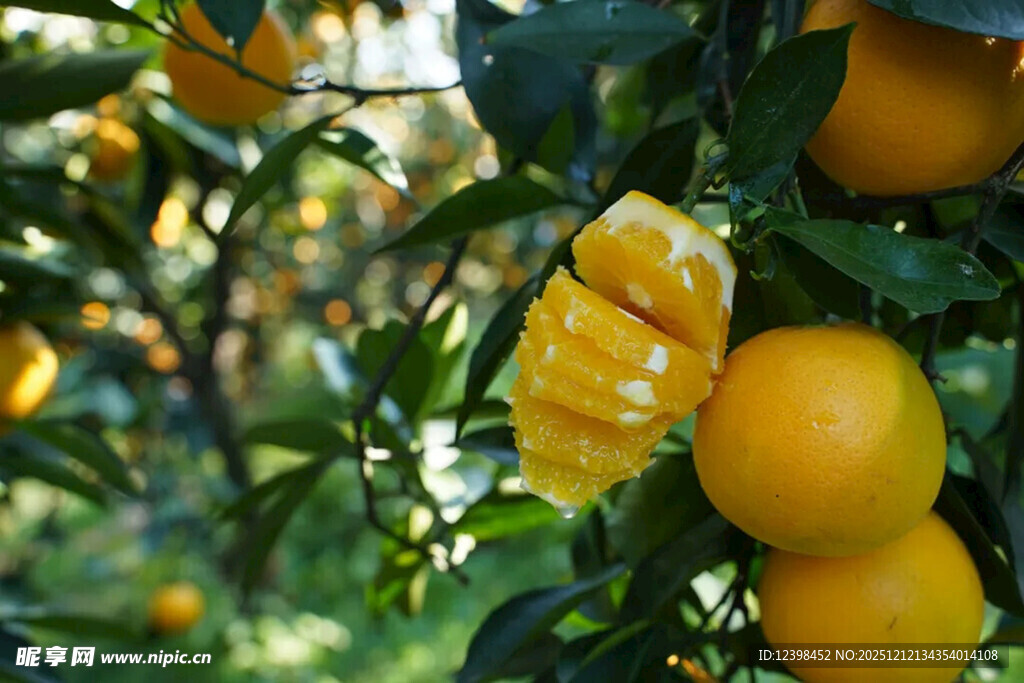 果园中剥开的新鲜黄橙