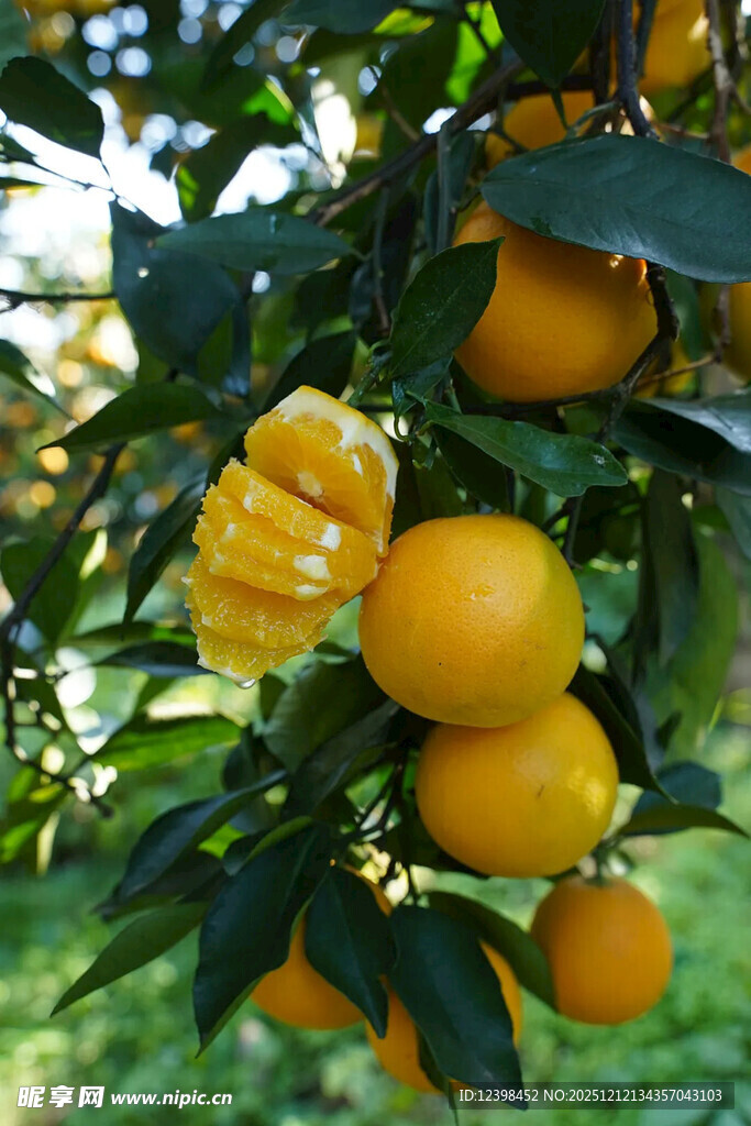 枝头饱满的金黄柑橘