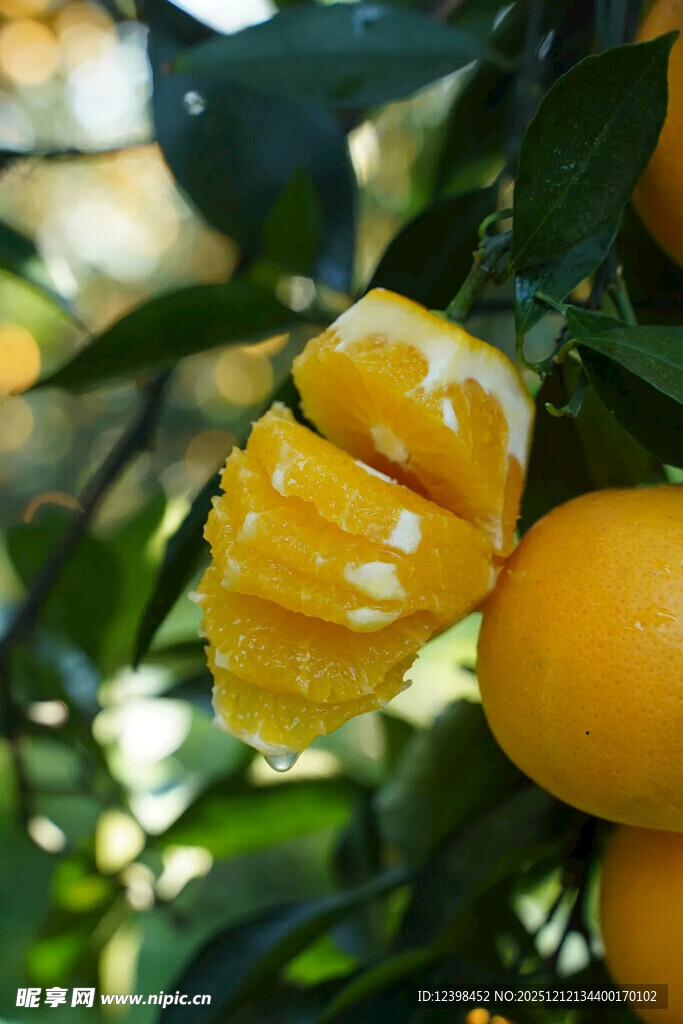 树上剥开的新鲜黄橙