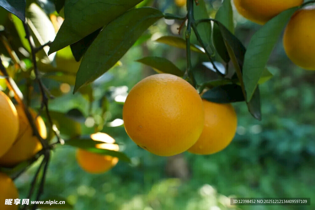 枝头饱满的金黄柑橘