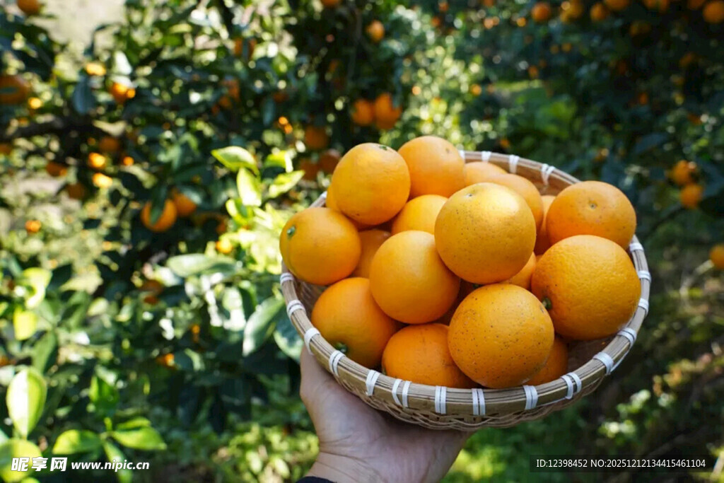 手捧一篮新鲜饱满的橘子