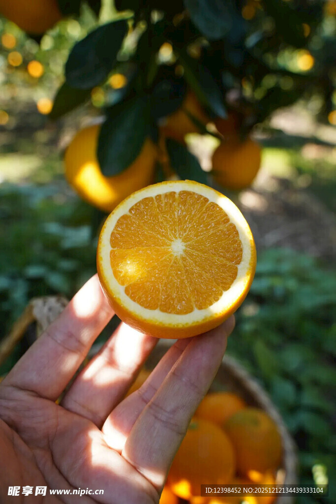 手捧鲜切橙子果园景象
