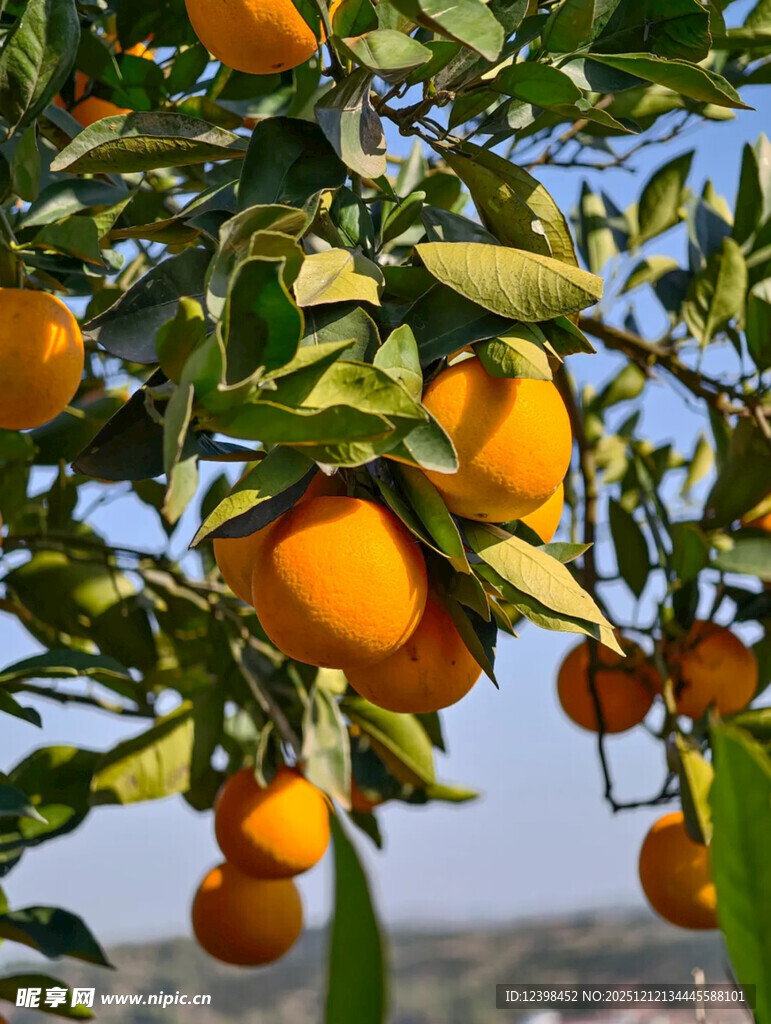 枝头挂满金黄饱满的橘子