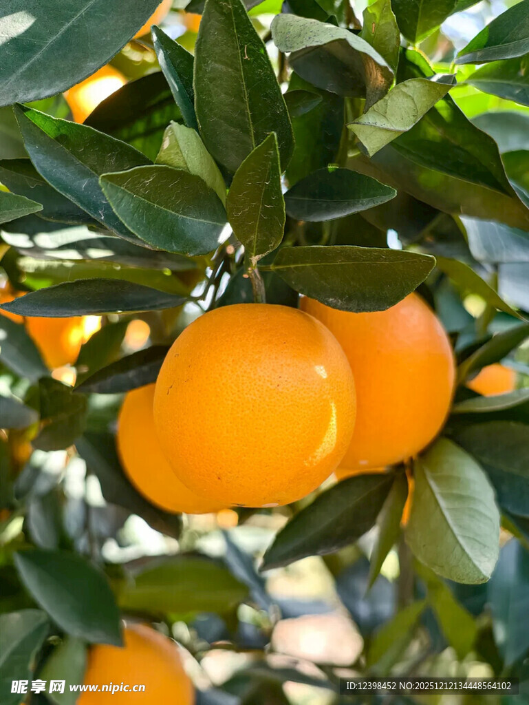枝头饱满的橙色柑橘