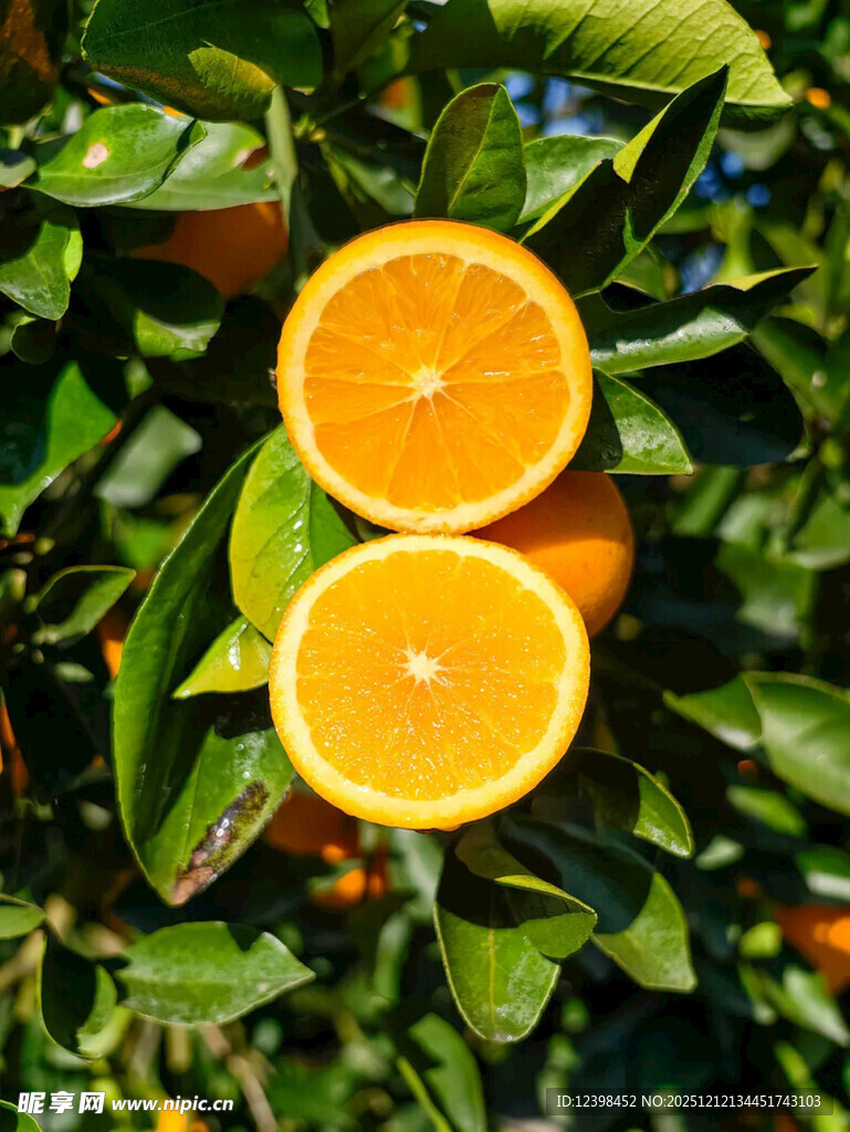 树上切开的新鲜橙子