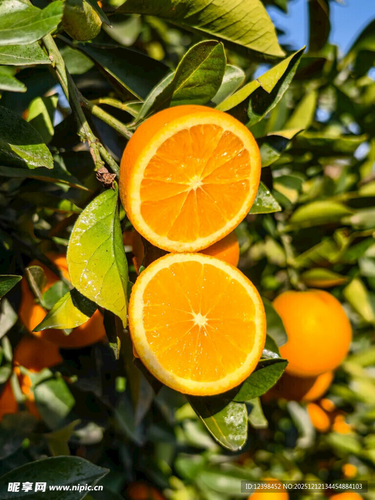 树上鲜橙