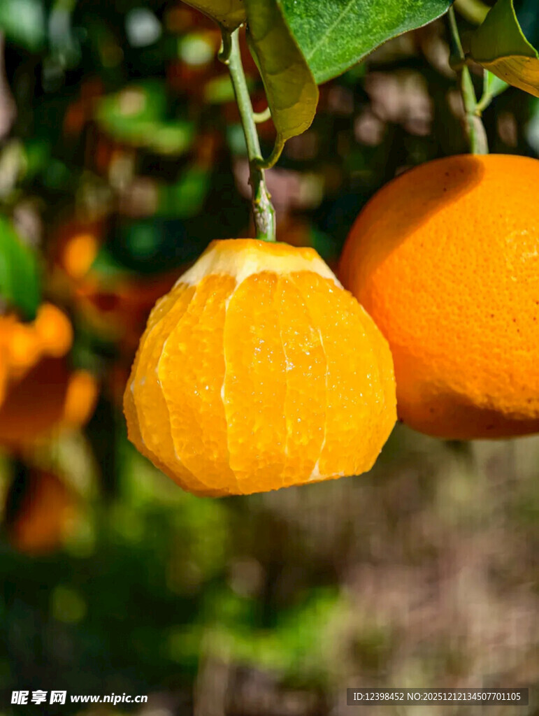 枝头悬挂的饱满黄橙
