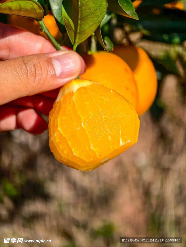 手摘新鲜黄澄澄的柑橘
