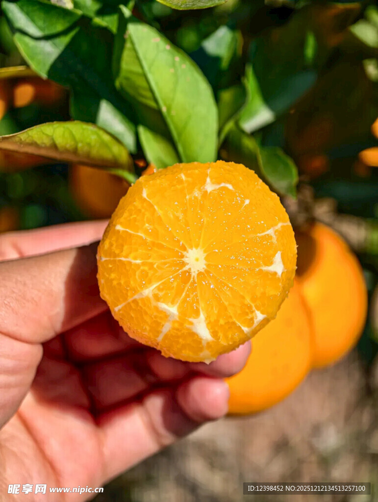 手捧剥开的新鲜多汁橘子