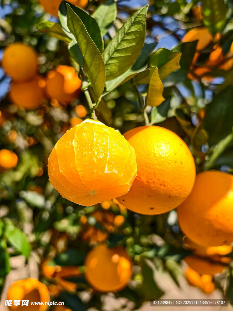 枝头饱满的成熟黄橘子