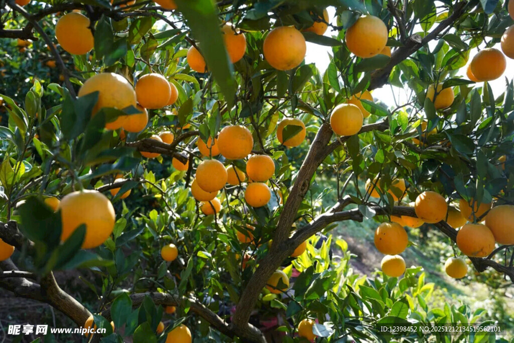 挂满枝头的金黄橙子