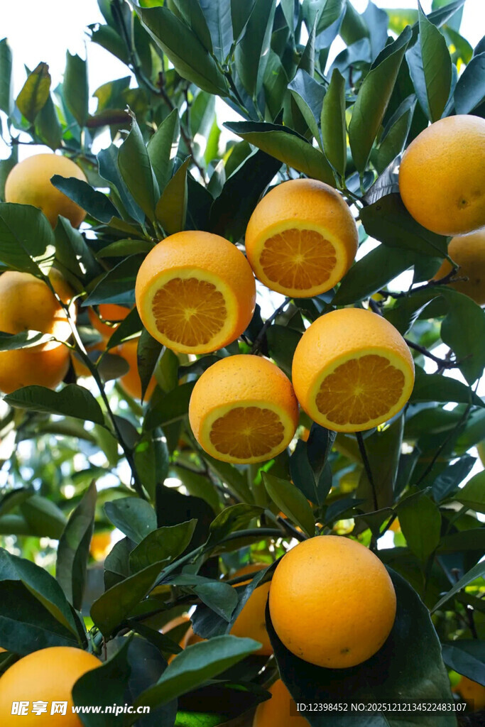 树上饱满多汁的新鲜橙子
