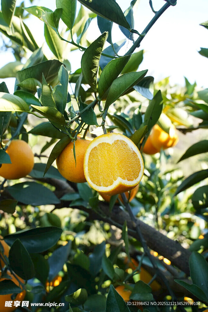 树上鲜橙