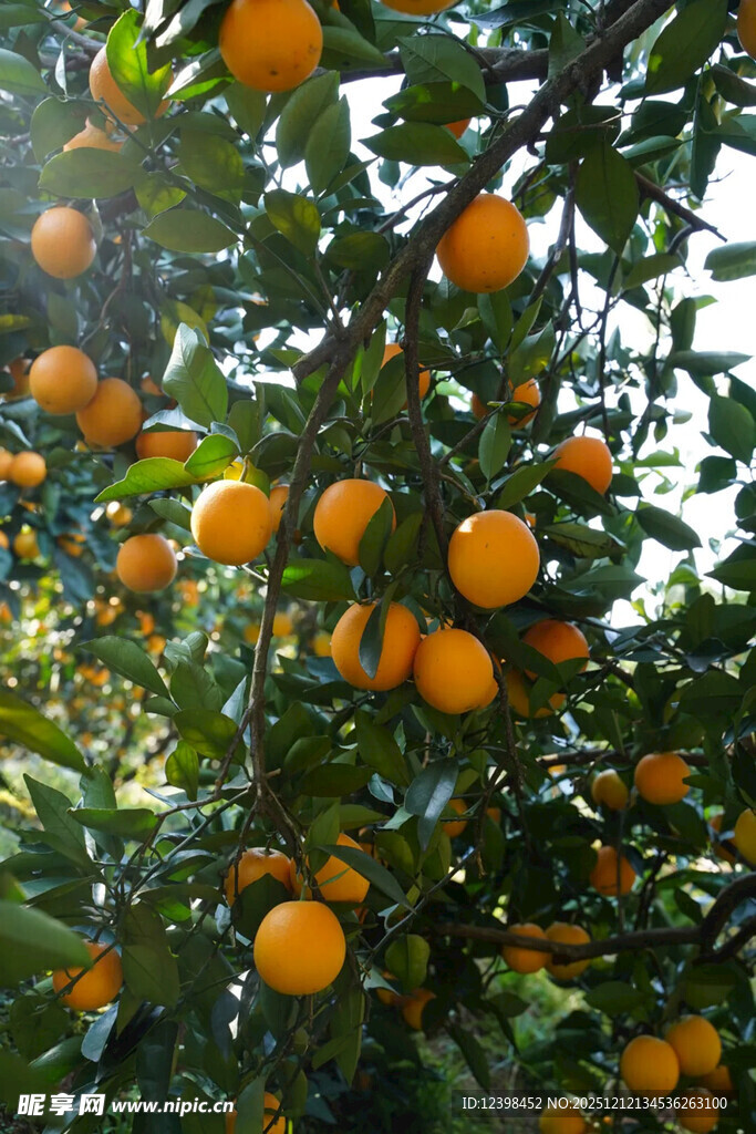 挂满枝头的金黄橘子