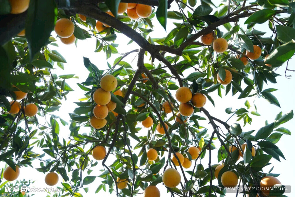 枝头挂满金黄诱人的橘子