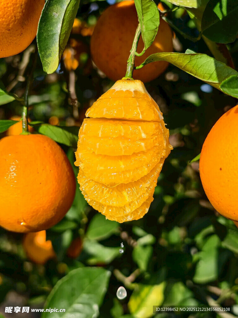 树上剥开的新鲜橙子
