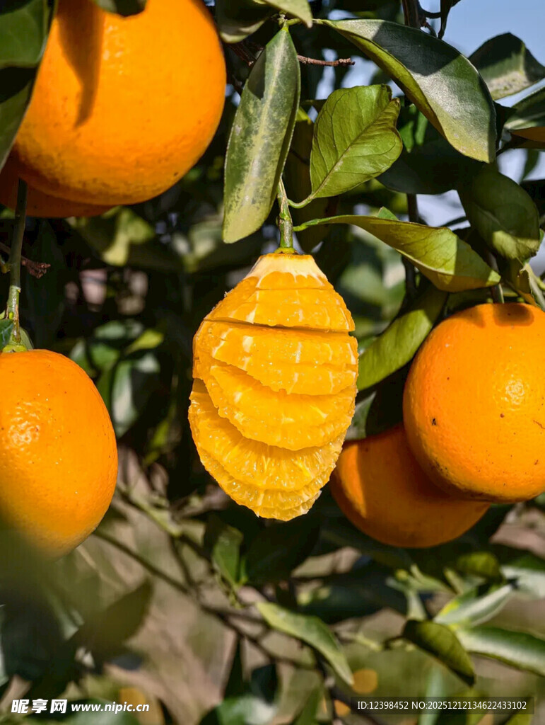 树上挂着的金黄橙子