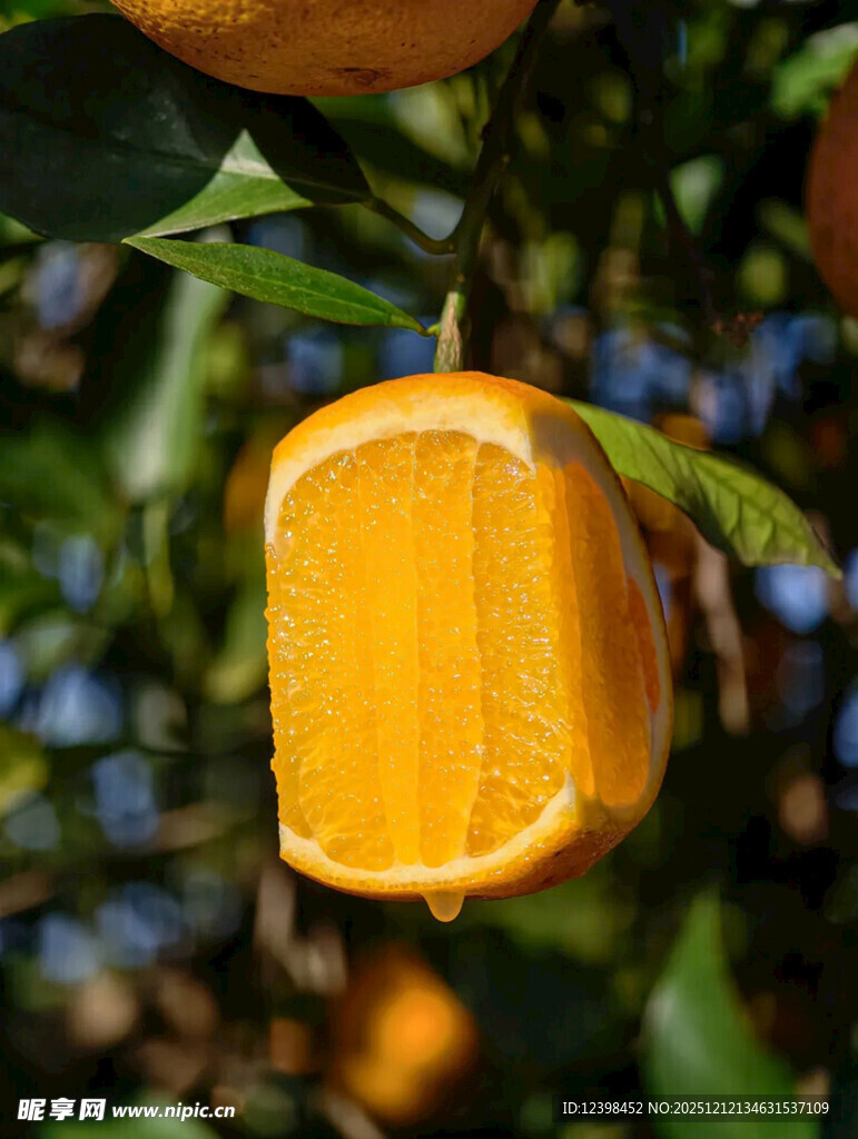 切开的挂在树上的新鲜橙子