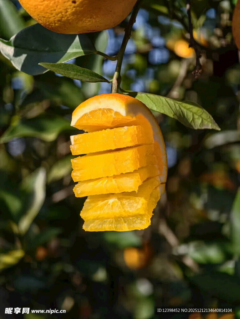 树上切开的多汁橙子