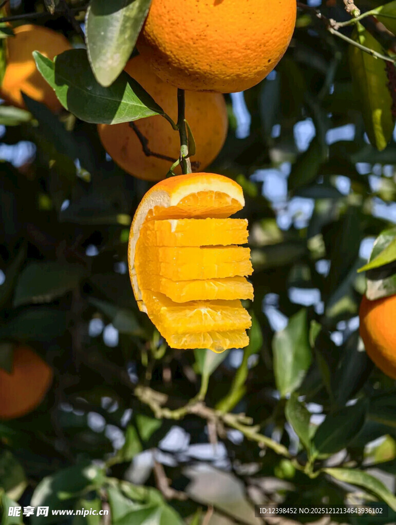 树上剥开的新鲜橙子