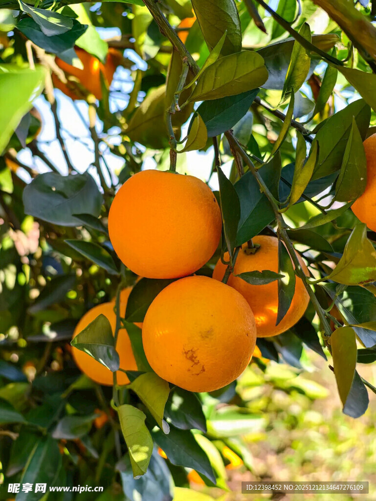 枝头饱满的橙色柑橘